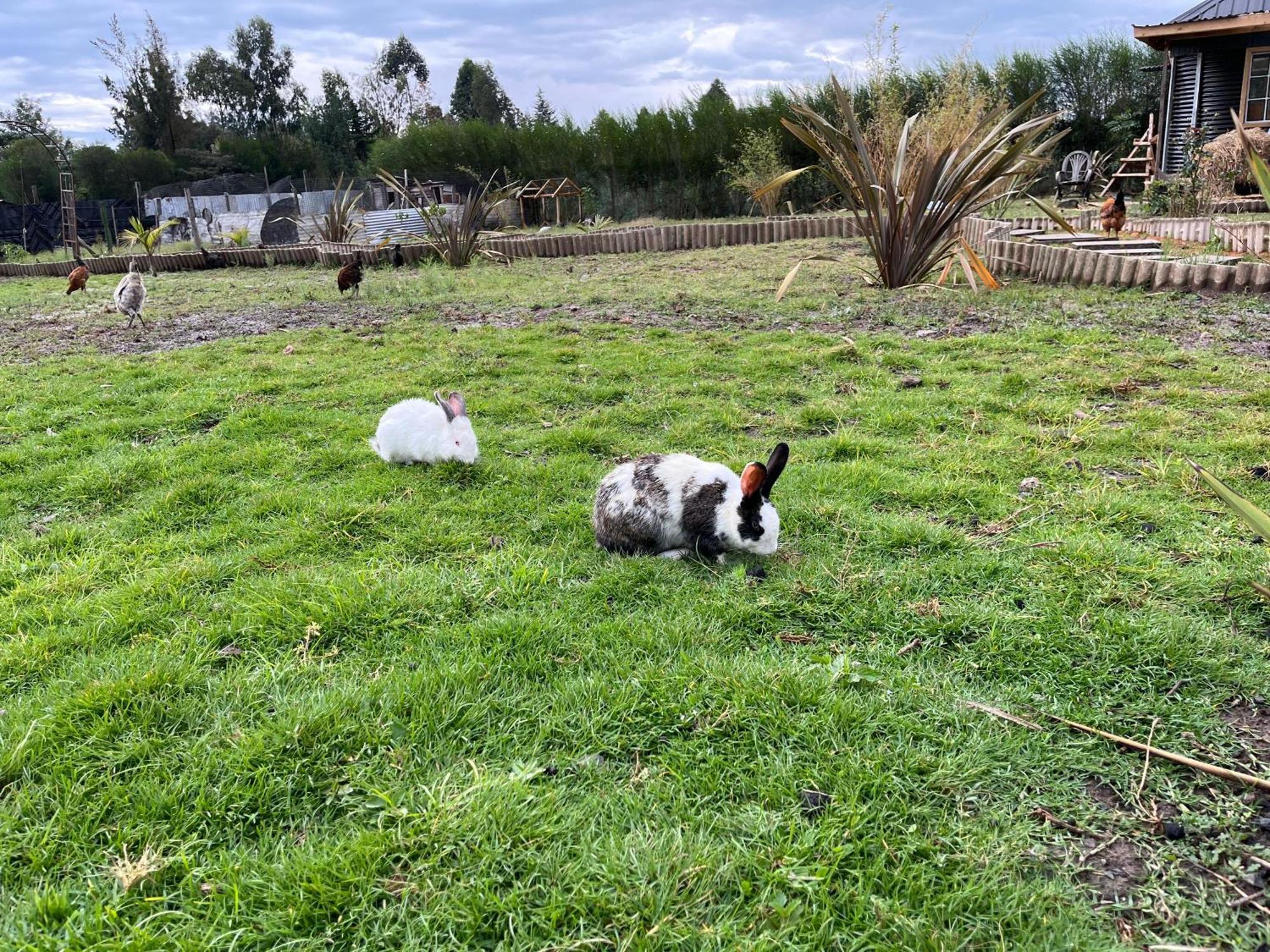 Rafiki House Otel Nanyuki Dış mekan fotoğraf